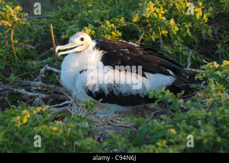 Juvenile magnificent frigate bird on nest in Galapagos Stock Photo