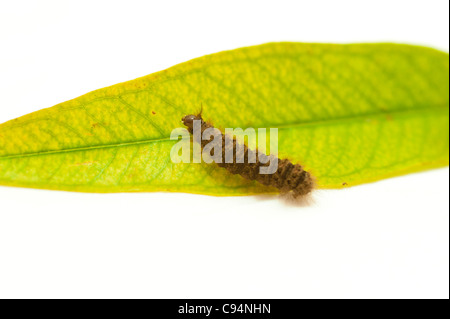 barbed worm on the green leaf Stock Photo