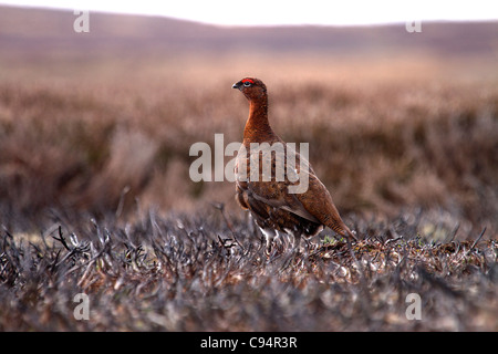 Red Grouse, Lagopus lagopus in the Dales Stock Photo