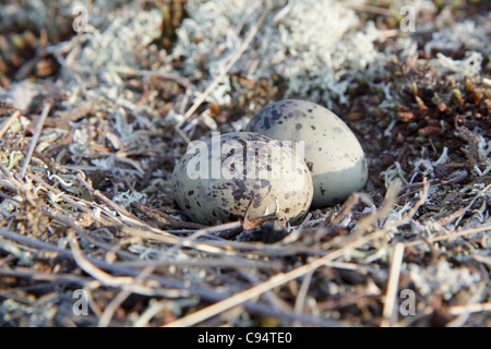 two eggs on the nature of seagulls Stock Photo