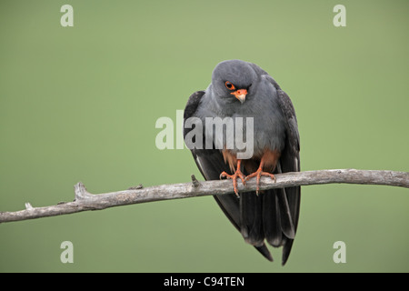 Red-footed Falcon, Falco vespertinus, male Stock Photo