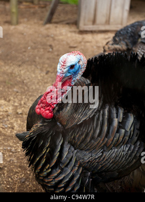 Puffed Turkey Display. An heritage black turkey with blue and red head puffs its plumage in a courting display. Stock Photo