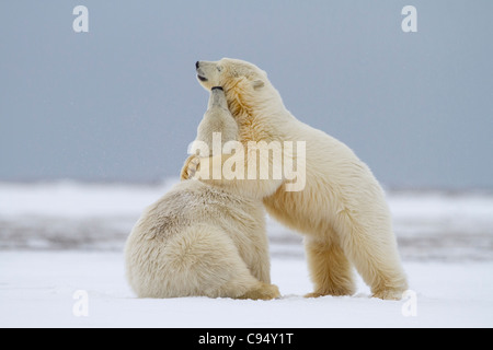 Two Polar Bear cubs (Ursus maritimus) playing in snow in the Arctic, one hugging the other, at Kaktovik, Alaska in October Stock Photo