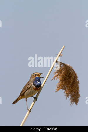 Bluethroat (Luscinia svecica) Stock Photo