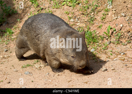 Wombat (Vombatus ursinus) Stock Photo