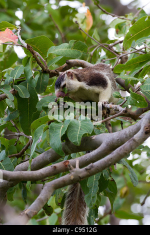 Grizzled Giant Squirrel (Ratufa macroura) subspecies R. m. dandolena photographed at Anuradhapura, Sri Lanka. Stock Photo