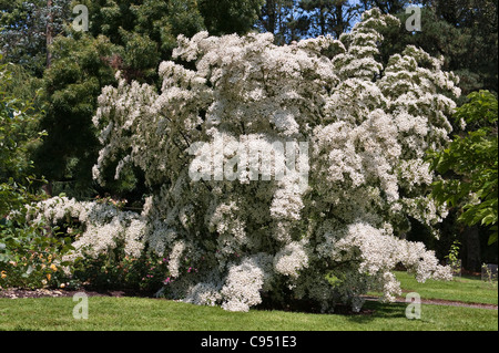 The summer rose garden at Trewithen Gardens, Cornwall, UK, features this spectacular example of a dogwood, Cornus kousa var. chinensis Stock Photo