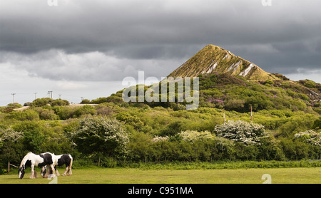 Horses graze beneath an old spoil heap from a china clay pit near St Austell, Cornwall, UK. The site is slowly being reclaimed by nature Stock Photo