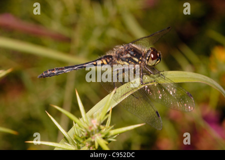 Black darter dragonfly (Sympetrum danae), male on heathland, UK. Stock Photo