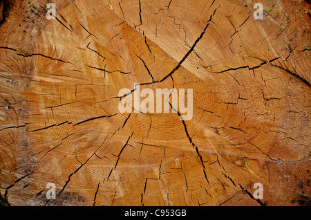 A close-up detail of a freshly-cut tree trunk displaying concentric rings and cracks in the wood Stock Photo