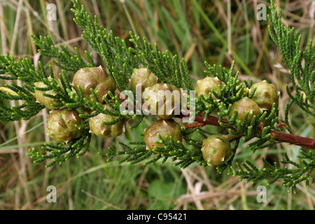 Monterey cypress (Cupressus macrocarpa) fruits of a tree wild-sown on dunes, UK. Stock Photo