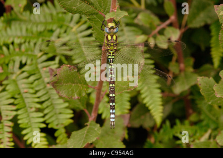 Southern hawker dragonfly (Aeshna cyanea), male, UK. Stock Photo