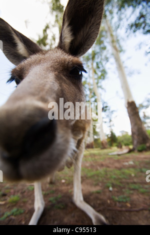 Up close with a grey kangaroo (Macropus giganteus). Brisbane, Queensland, Australia Stock Photo