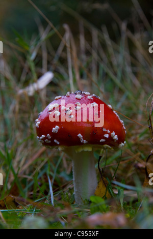 A Fly Agaric or toadstool in the grass next to a path at Knettishall Heath, Suffolk, England Stock Photo