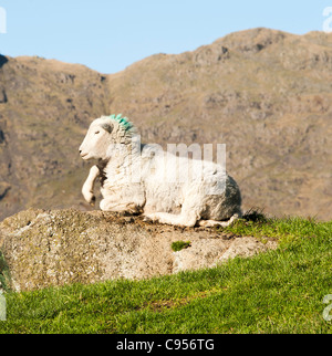 Herdwick Sheep Sitting on a Rock Outcrop in The Langdale Valley Lake District National Park Cumbria England United Kingdom UK Stock Photo