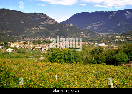 Rows of vines in Trentino, Italy Stock Photo