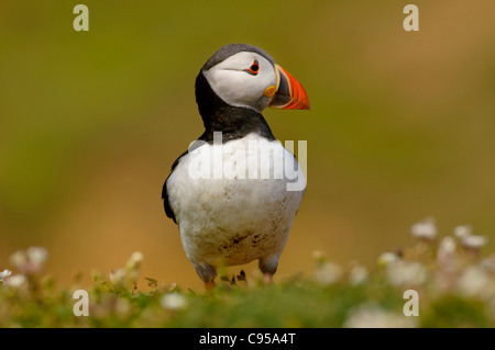 wild Atlantic puffins breeding on burrows UK Stock Photo