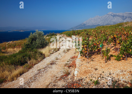 Gravel road in Vineyard, Peljesac Stock Photo