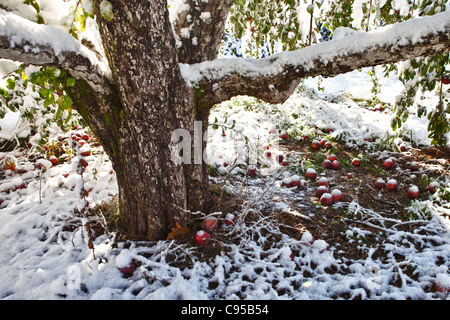 Apples have fallen to the ground after a late October snow storm in New England