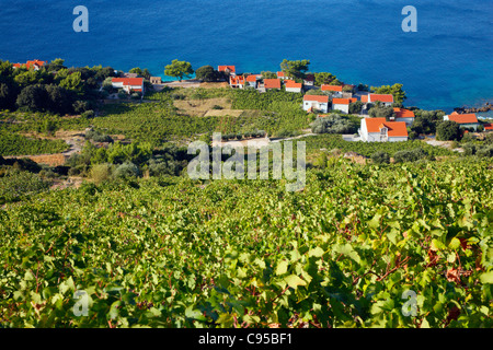 Vineyard on peninsula Peljesac, Borak village near the sea. Stock Photo