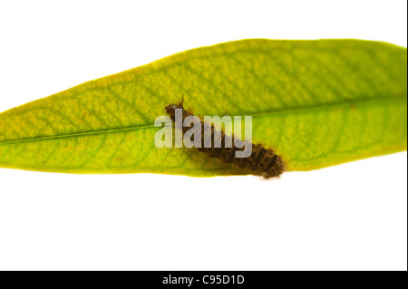 Caterpillar on leaf over white Stock Photo