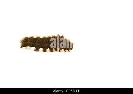 Caterpillar on White Stock Photo