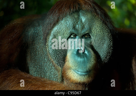 Orangutan, Singapore zoo Stock Photo