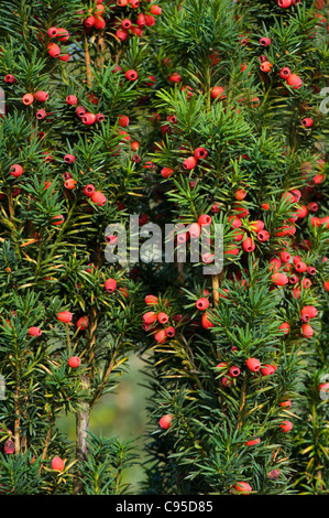 Close-up, Full frame image of Autumn English Yew tree red berries Berries - Taxus baccata. Stock Photo