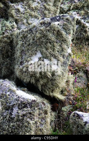 Close-up of Methuselah's Beard lichen a scree stone wall Stock Photo