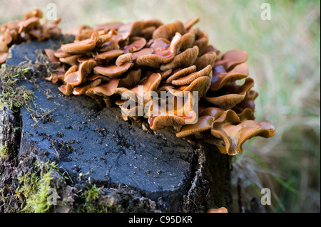 Orange clumps of bracket -shaped fungus - polypore fungi growing on a decaying mossy tree stump. Stock Photo