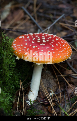 Amanita muscaria, commonly known as the fly agaric or fly Amanita Stock Photo