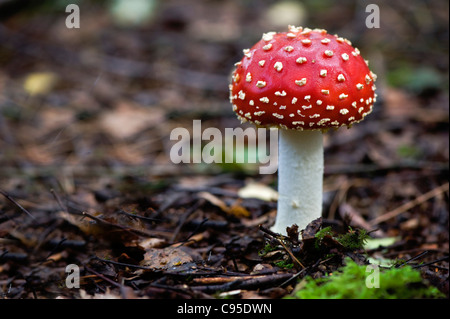 Amanita muscaria, commonly known as the fly agaric or fly Amanita