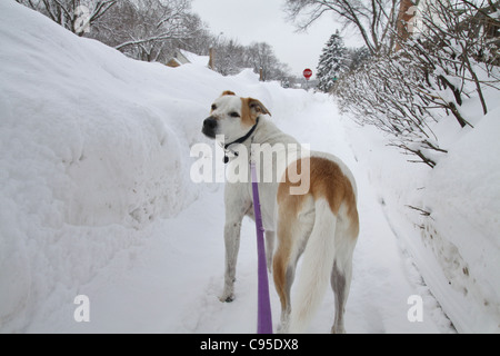 A dog being walked in the snow in Minneapolis. Stock Photo