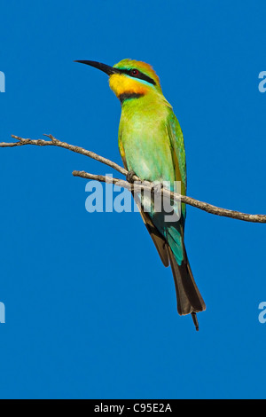 RAINBOW BEE-EATER PERCHED ON A BRANCH Stock Photo