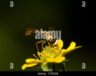 Common howerfly, Syrphus ribesii, eating pollen in a yellow flower. Stock Photo