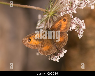 Meadow brown, Maniola jurtina subsp hispulla, female resting on flowers with nice out of focus background. Stock Photo