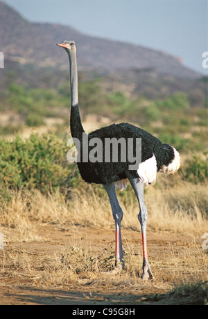 Male Somali Ostrich Samburu National Reserve Kenya Red patches on legs indicates he is in season Stock Photo