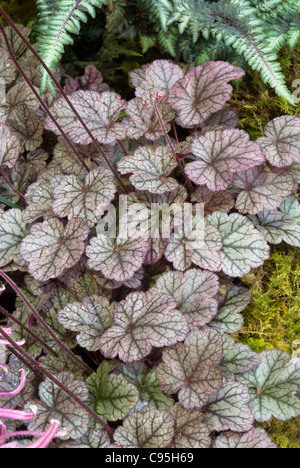 Heuchera Silver Light perennial foliage plant with silvered green pink leaves & prominent veins, Athyrium fern for shade garden Stock Photo