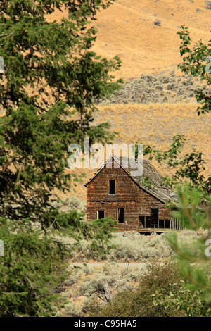 Image of Nighthawk, Washington Stock Photo Alamy