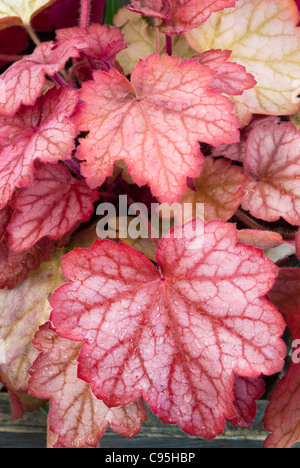 Heuchera 'Georgia Peach' perennial foliage plant unusual orange red color & shape, prominent veining for shade garden Stock Photo