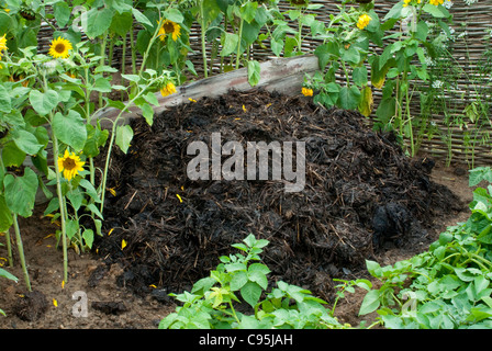 Composted Manure pile + potato plant vegetables & sunflowers to replenish soil nutrients healthy green organic gardening flowers Stock Photo