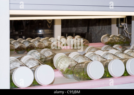 Laboratory plant flasks propagation grow sterile conditions scientific apparatus under lights cloning mericlone clones test tube Stock Photo