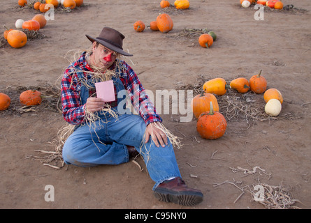 Scarecrow gets a pink slip in the pumpkin field. Stock Photo