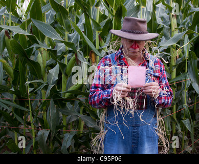 Scarecrow is sad about the pink slip he got in the corn field. Stock Photo