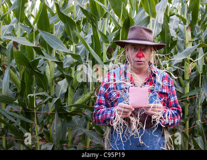 Scarecrow gets a pink slip in the corn field. Stock Photo