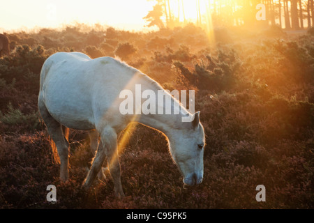 England, Hampshire, New Forest, Ponies and Sunrise Stock Photo