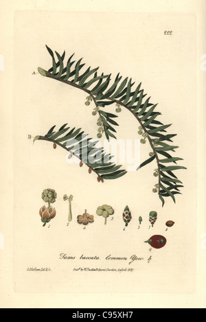 Common yew tree, Taxus baccata. Stock Photo