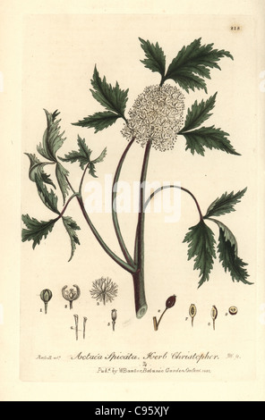 Herb christopher, Actaea spicata. Stock Photo