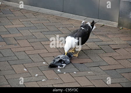 Seagull eating a dead pigeon in a pedestrian area in Gloucester City Centre, England Stock Photo