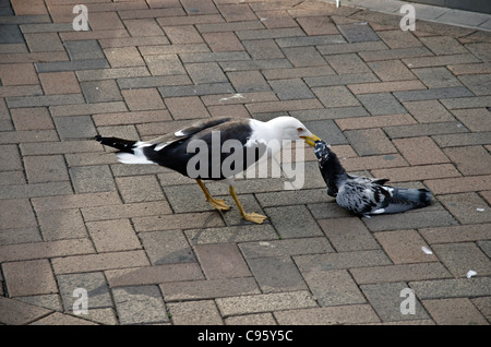 Seagull eating a dead pigeon in a pedestrian area in Gloucester City Centre, England Stock Photo